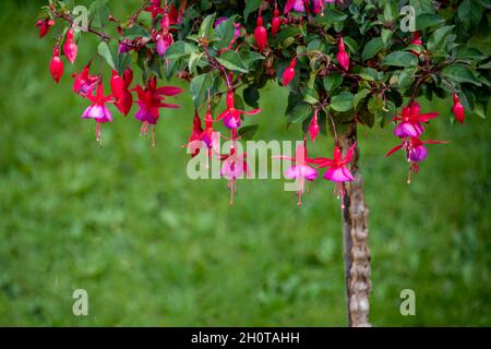 Fiori rossi e rosa della fucsia in estate Foto Stock