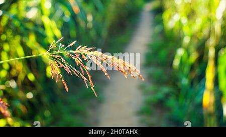 Sorgo un'importante coltura cerealicola in campo, sorgo un cereale ampiamente coltivato nativo alle regioni calde. È una fonte importante di grano e di alimentazione per li Foto Stock