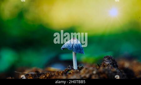 Raccolta di funghi. Foto funghi, foto foresta, sfondo foresta Foto Stock