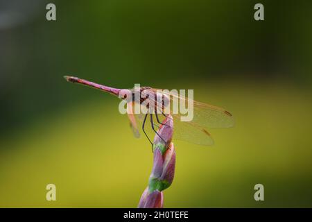 Dragonfly Violet Sun Pointer (Trithemis annullata) su una spiaggia del Lago Muhasi in Ruanda, Africa, ad est della capitale Kigali Foto Stock