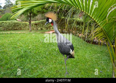 Sud Africa incoronato Crane (Baleari regulorum) - fotografato al Lago Muhasi in Ruanda, Africa, a est della capitale Kigali Foto Stock