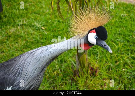 Sud Africa incoronato Crane (Baleari regulorum) - fotografato al Lago Muhasi in Ruanda, Africa, a est della capitale Kigali Foto Stock