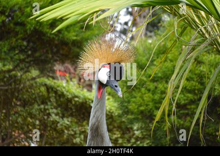 Sud Africa incoronato Crane (Baleari regulorum) - fotografato al Lago Muhasi in Ruanda, Africa, a est della capitale Kigali Foto Stock