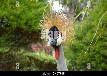 Sud Africa incoronato Crane (Baleari regulorum) - fotografato al Lago Muhasi in Ruanda, Africa, a est della capitale Kigali Foto Stock