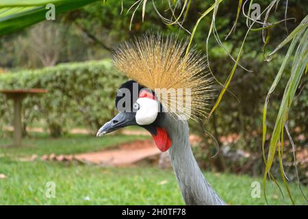 Sud Africa incoronato Crane (Baleari regulorum) - fotografato al Lago Muhasi in Ruanda, Africa, a est della capitale Kigali Foto Stock