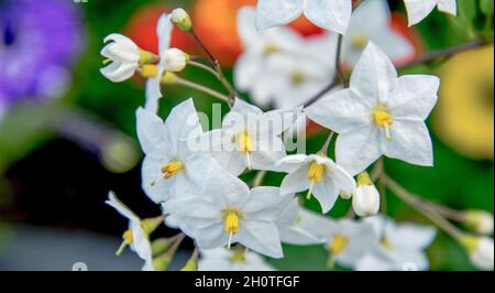 Fiori di piante di vite di patata nello sfondo sfocato Foto Stock