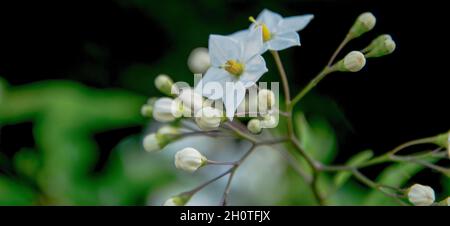 Fiori di un'ombra di gelsomino sullo sfondo sfocato Foto Stock