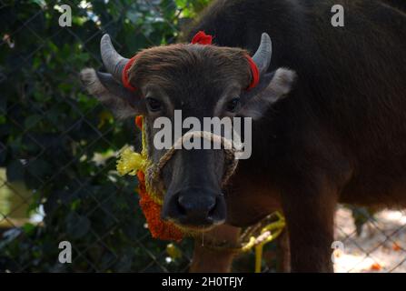 Guwahati, Guwahati, India. 14 Ott 2021. Buffalo è stato il cuore del sacrificio come parte del festival indù Durga Puja Maha Navami al tempio di shree Billeshwar, Belsor nel distretto di Nalbari di Assam India Giovedì 14 Ottobre 2021 (Credit Image: © Dasarath Deka/ZUMA Press Wire) Credit: ZUMA Press, Inc./Alamy Live News Foto Stock