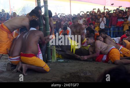 Guwahati, Guwahati, India. 14 Ott 2021. Buffalo pronto per sacrificare come parte del festival indù Durga Puja Maha Navami al tempio di shree Billeshwar, Belsor nel distretto di Nalbari di Assam India Giovedì 14 Ottobre 2021 (Credit Image: © Dasarath Deka/ZUMA Press Wire) Credit: ZUMA Press, Inc./Alamy Live News Foto Stock