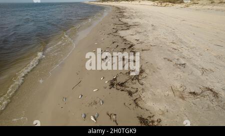 Pesci morti su una spiaggia dopo la marea rossa Foto Stock