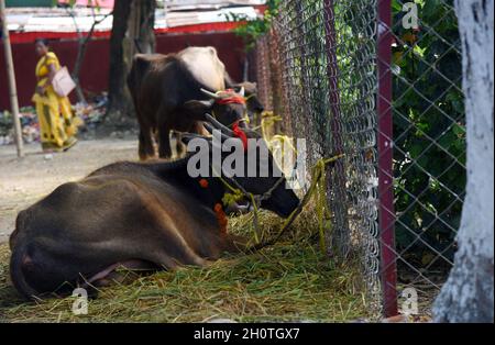 Guwahati, Guwahati, India. 14 Ott 2021. Buffaloes keept legatura per sacrificare come parte del festival indù Durga Puja Maha Navami a shree Shree Billeshwar Temple, Belsor nel distretto di Nalbari di Assam India Giovedì 14 Ottobre 2021 (Credit Image: © Dasarath Deka/ZUMA Press Wire) Credit: ZUMA Press, Inc./Alamy Live News Foto Stock