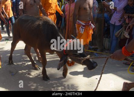 Guwahati, Guwahati, India. 14 Ott 2021. Buffalo è broghut per aver sacrificato come parte del festival indù Durga Puja Maha Navami al tempio di shree Billeshwar, Belsor nel distretto di Nalbari di Assam India Giovedì 14 Ottobre 2021 (Credit Image: © Dasarath Deka/ZUMA Press Wire) Credit: ZUMA Press, Inc./Alamy Live News Foto Stock