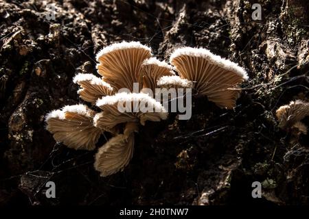 Un piccolo gruppo di funghi splitgill, comune di Schizophyllum, illuminato dall'alto. Foto Stock