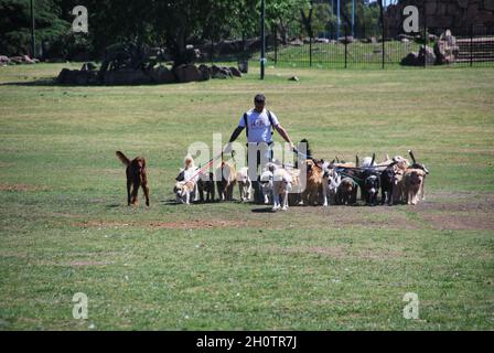 BUENOS AIRES, ARGENTINA - Ott 28, 2013: Un cane sitter in un parco pubblico a Buenos Aires Foto Stock