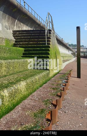 Calce verde sui gradini e mucchi di lamiera d'acciaio lungo la parete marina di Teignmouth a bassa marea. Foto Stock