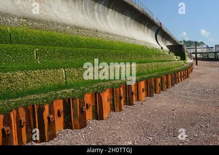 Calce verde sui gradini e mucchi di lamiera d'acciaio lungo la parete marina di Teignmouth a bassa marea. Foto Stock