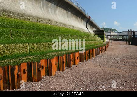 Calce verde sui gradini e mucchi di lamiera d'acciaio lungo la parete marina di Teignmouth a bassa marea. Foto Stock