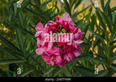L'oleandro di Nerium, comunemente noto come oleandro o nerio, è un arbusto o a rapida crescita o un piccolo albero come sottofamiglia Apocynoideae della famiglia dei dogbane Apocynace Foto Stock