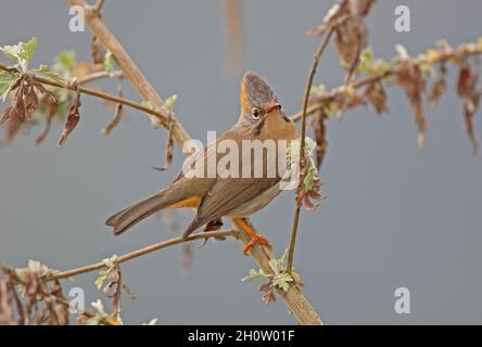 Rufous-ventilato Yuhina (Yuhina occipitalis occipitalis) adulto arroccato sul ramo Eaglenest Wildlife Sanctuary, Arunachal Pradesh, India Gennaio Foto Stock