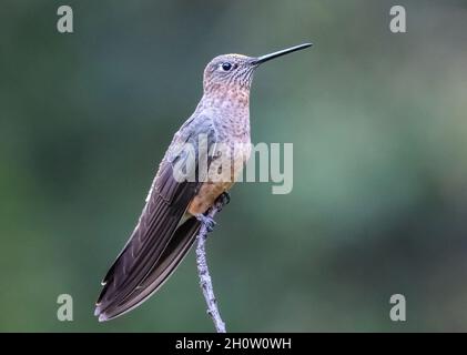 Un gigante Hummingbird (Patagona gigas) arroccato su un ramo. Cuzco, Perù, Sud America. Foto Stock