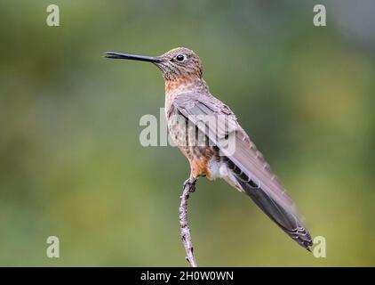 Un gigante Hummingbird (Patagona gigas) arroccato su un ramo. Cuzco, Perù, Sud America. Foto Stock