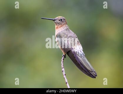 Un gigante Hummingbird (Patagona gigas) arroccato su un ramo. Cuzco, Perù, Sud America. Foto Stock