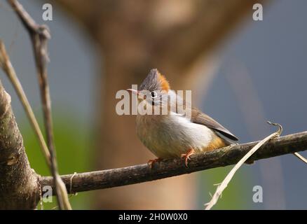 Rufous-ventilato Yuhina (Yuhina occipitalis occipitalis) adulto arroccato sul ramo Eaglenest Wildlife Sanctuary, Arunachal Pradesh, India Gennaio Foto Stock