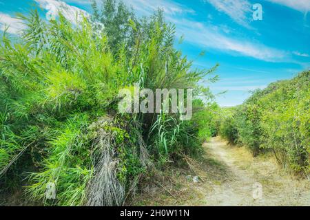 Sentiero nella foresta sotto un cielo blu in Sardegna, Italia Foto Stock