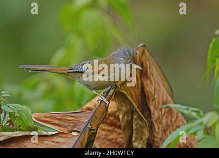 Barwing (Actinodura egertoni egertoni) adulto arroccato su foglia morta Arunachal Pradesh, India Febbraio Foto Stock