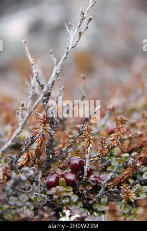 Mirtilli rossi maturi o lingonberries che crescono sulla tundra artica con foglie che cambiano colore autunnale, che si trovano vicino ad Arviat, Nunavut Foto Stock