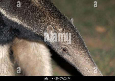 Gigante Anteater, Pouso Alegre, MT, Brasile, settembre 2017 Foto Stock