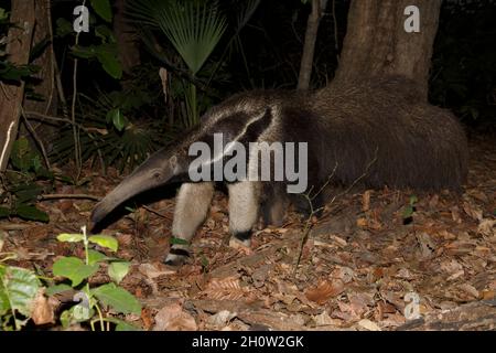 Gigante Anteater, Pouso Alegre, MT, Brasile, settembre 2017 Foto Stock