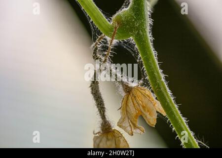 Affetta da malattie e pesti di foglie di piante e frutti di cetriolo White rot sclerotinosi malattie di cetrioli è bianco muffa bianco marciume. Peresporosi di muffa downy, sclerotinosi di marciume bianco. Foto Stock