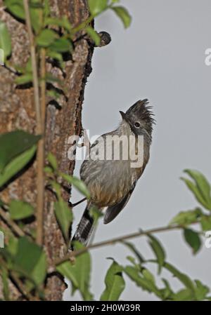 Barwing (Sibia waldeni deflaensis) adulto appeso al tronco di albero, nutrendo su albero sap Eaglenest Wildlife Sanctuary, Arunachal Pradesh, Foto Stock