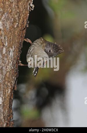 Barwing (Sibia waldeni deflaensis) adulto appeso al tronco di albero, nutrendo su albero sap Eaglenest Wildlife Sanctuary, Arunachal Pradesh, Foto Stock
