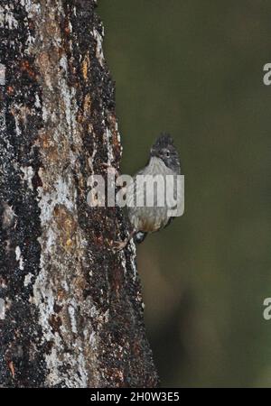 Barwing streak-throwed (Sibia waldeni deflaensis) adulto appeso al tronco di albero, nutrendo su albero sap Eaglenest Wildlife Sanctuary, Arunachal Pradesh Foto Stock