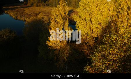 Area parcheggio. Un fiume tortuoso con gigli d'acqua. Sono visibili alberi con foglie di autunno gialle. Fotografia aerea. Foto Stock