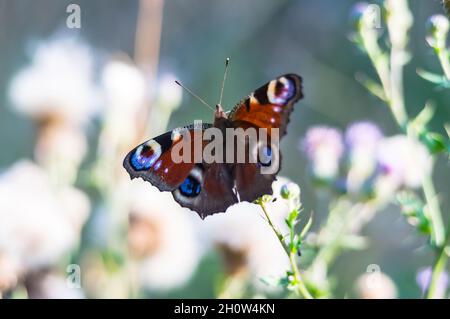 Cartolina estiva con una farfalla. Fiori selvatici e farfalle. Una farfalla su un fiore viola. Foto Stock