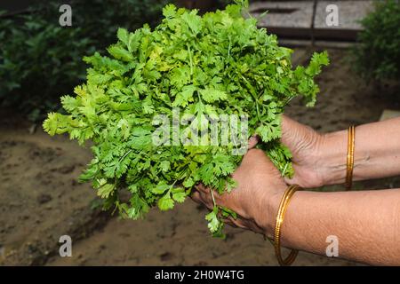 Il coriandolo appena sfornato lascia il mazzo di foglie verdi. Lady pucking raccolto verde frondoso vegetale indiano da farm. Verdure fresche in casa Foto Stock