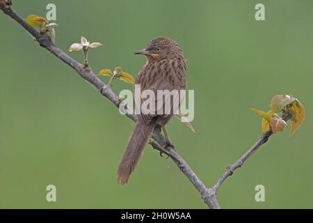 Sstriated Babbler (Argya earlei earlei) arroccato su un sottile ramo Koshi Tappu, Nepal Gennaio Foto Stock