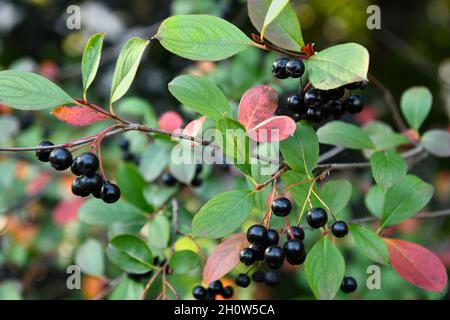 Bacche di Chokeberry nero in autunno con foglie che girano di rosso Foto Stock