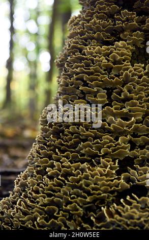 Cluster di staffa funghi tacchino coda Trametes funghi Versicolor che crescono su tronco di albero morto in una foresta caduta Foto Stock