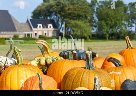 Zucche in vendita sul mercato agricolo in autunno. Vari tipi, dimensioni e varietà di zucche in casse di legno. Foto Stock