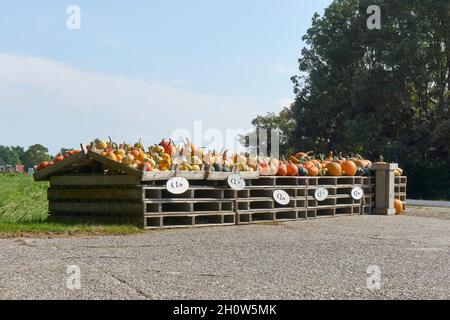 Gourds in vendita ad un mercato agricolo in autunno. Vari tipi, dimensioni e varietà di gourds in cassette di legno con etichette di prezzo. Foto Stock