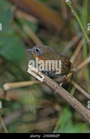 Wren-babbler (Spelaeornis cudatus) adulto arroccato sul bastone morto Eaglenest Wildlife Sanctuary, Arunachal Pradesh, India Januar Foto Stock