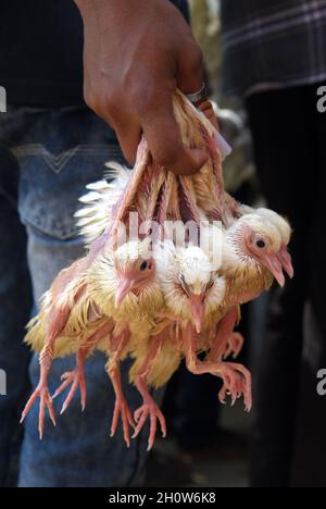 Guwahati, Guwahati, India. 14 Ott 2021. Un devoto tiene piccioni per rilasciare all'aria aperta come parte del festival indù Durga Puja Maha Navami al Tempio di shree Shree Billeshwar, Belsor nel distretto di Nalbari di Assam India. (Credit Image: © Dasarath Deka/ZUMA Press Wire) Foto Stock