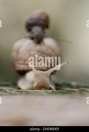 piccola chiocciola che cavalca sulla grande chiocciola, madre escargot portare bambino sulla sua schiena, vista frontale Foto Stock