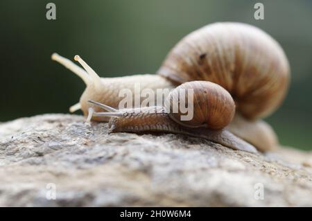 piccola chiocciola e grande chiocciola che strisciare fianco a fianco, mamma e bambino escargot in tour Foto Stock