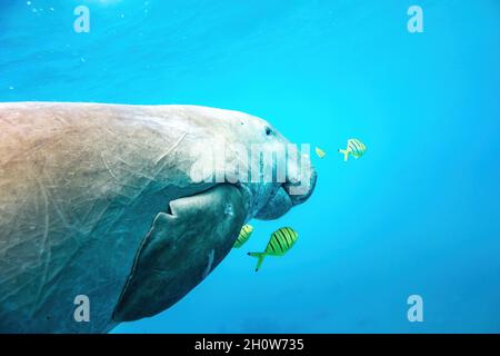 Dugong nel blu che mostra mezzo corpo con pesci gialli Foto Stock