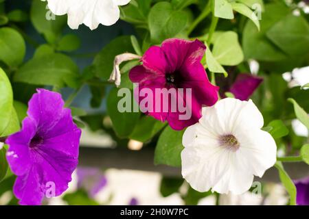 Bella immagine di Closeup di colore diverso Petunia Fiori e pianta in giardino. Messa a fuoco selettiva Foto Stock